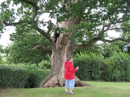 Ještě tento strom jako hrom v podhradí