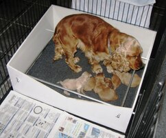 No a zde úplně čerstvá kokršpanělčata