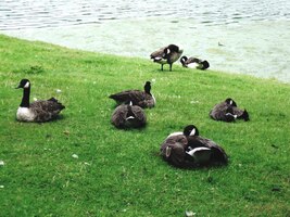 Zaopadá do něj tato kolonie kachen