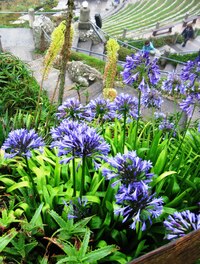 Všude kolem je plno květů