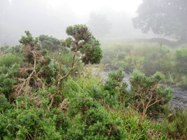 Vřes, křoví a mlha v kraji Dartmoore