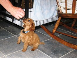 tohle jeden z místních hostů