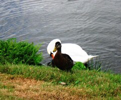 stejně jako labutí rodinka opodál
