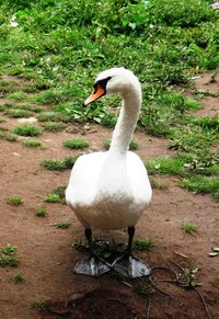 (kšá, agresivní labuťáku!)