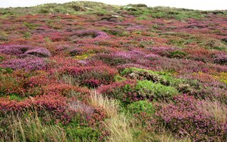Vřes na útesech ovšem jasně převládá