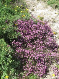 Je to tu jako v Krakonošově zahrádce