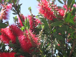 Květy byly jedinou okázalostí v tomto skromném kraji