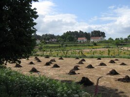 s výjimkou tohoto pole