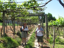 Pod vinařskými pergolami je to ale lepší