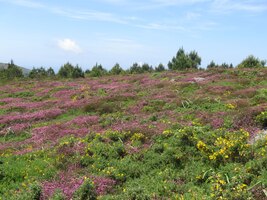 a vše kolem opojně voní