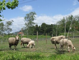 stejně jako o něco méně bělostným ovečkám