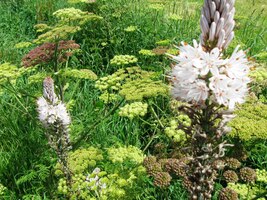 zpátky do Santiaga de Compostela