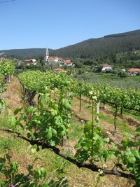 a pokračujeme říší  vinohradů