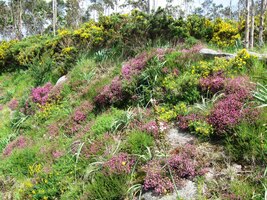 cestou plnou vonících květů