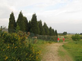 cypřiše za dva roky očividně povyrostly,