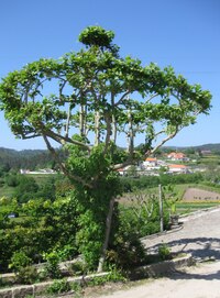 Nad vsí Rubiaes je pod albergue tento dekorativní strom