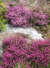 (račte jen přivonět!)