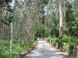 Dále vede cesta eukalyptovým lesem do vsi San Pedro Rates