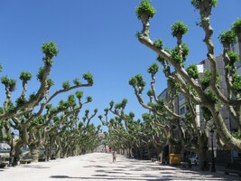 Cesta pak vede nádhernou alejí