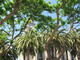 a kostel Santo Tamas s palmovým parčíkem As Palmeiras