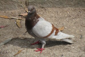 Tohoto opeřeného krasavce jsme potkali