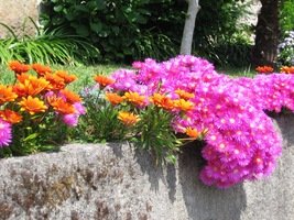 a ty se ze zahrad tlačí přes ploty do ulic