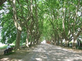 Pokračujeme nádhernou a stinnou alejí platanů