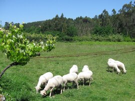 Ovečky se tu ještě nestačily zamazat
