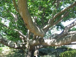 a některé stromy až překošatělé