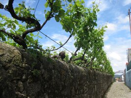 Kolem cest se táhnou vinohrady