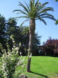 Flora je tu exotická