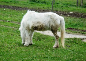 Byla tu koňská farma,