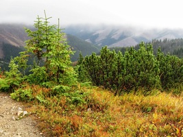 a opálem uvadlých travin