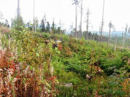 do oblasti nedávné zkázy