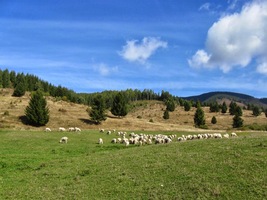 Míjíme salaš s ovečkami