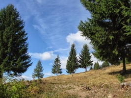 a procházíme lesíkem, kde jsou prý medvědi