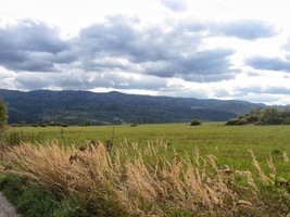 a žloutnoucí traviny