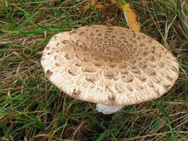 které zbyly po zničených lesích