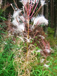 Jakoby i květiny z toho smutnily