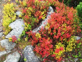 Karmín borůvčí soutěží