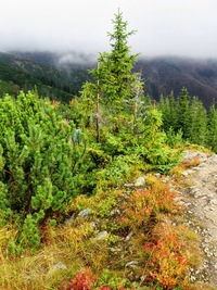 se smaragdem zmoklých jehličnanů