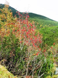 Nad námi hořel rudý oheň jeřabin