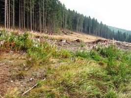 byly nedávno velké polomy