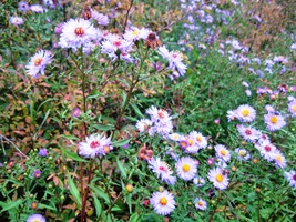 a hýří si barvami o překot