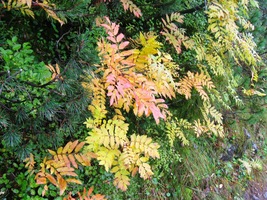 už skoro všechen sníh roztál