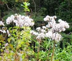 ale květinám to zjevně svědčí