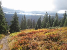 Lučiny se vybarvily do odstínu "Tizian"