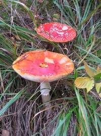 Houby tu teď rostou na rozlehlých mýtinách,