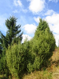 Možná za tímto jalovcem!