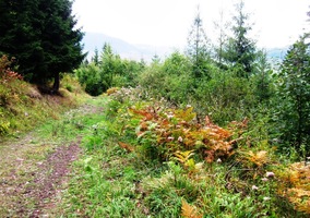 ale dnes to ošklivě klouže